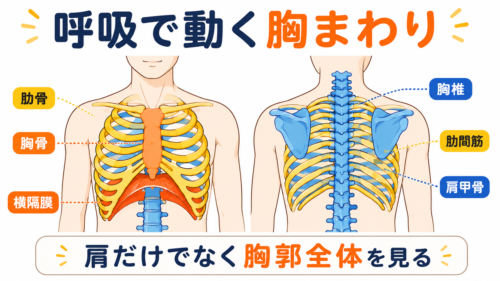 肋骨が動くとは、胸のまわりが呼吸に合わせて広がることです