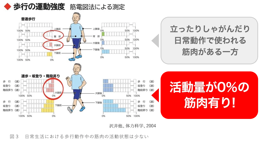 立ったりしゃがんだり日常動作で使われる筋肉がある一方、活動量が0%の筋肉有り!