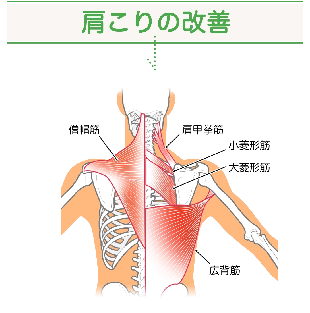 肩こりの改善、僧帽筋、肩甲挙筋、小菱形筋、大菱形筋、広背筋