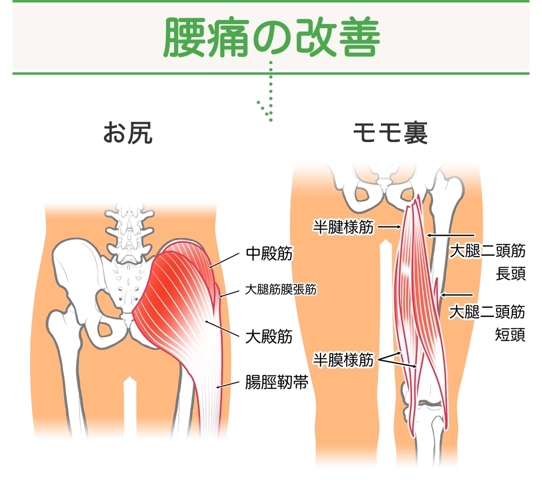 腰痛の改善、お尻、中殿筋、大殿筋、大腿筋膜張筋、腸脛靭帯、モモ裏、半腱様筋、大腿二頭筋長頭、大腿二頭筋短頭、半膜様筋
